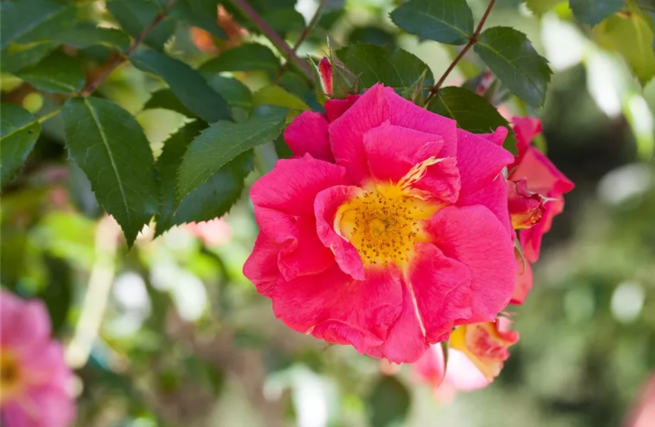 Historische Rosen – Schönheit mit einer langen Geschichte