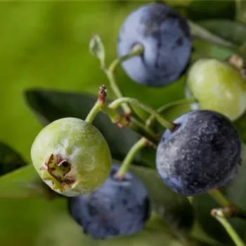 Heidelbeeren – die blauen Super-Beeren