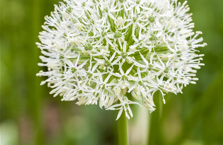 Allium – eleganter Zierlauch