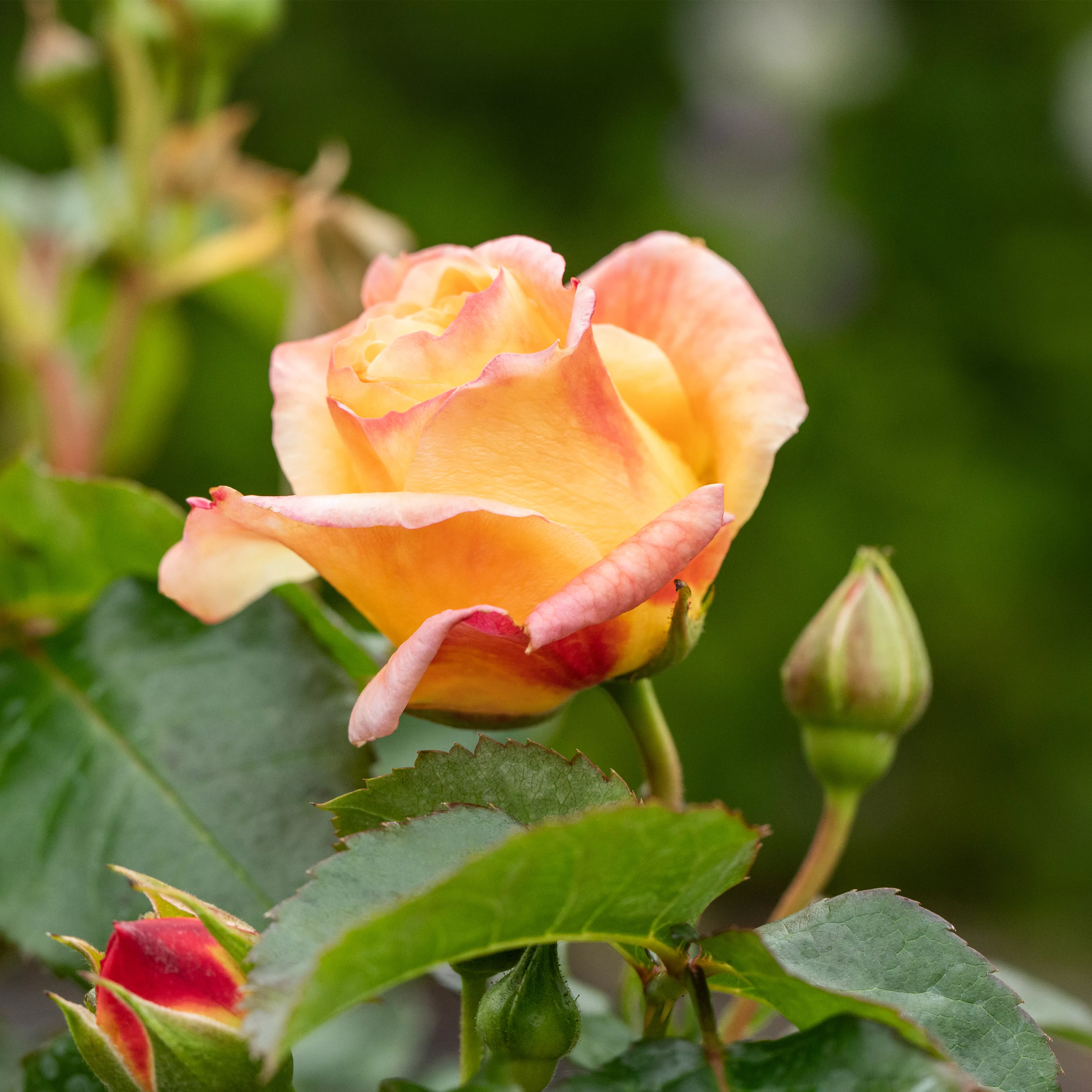 Rezepte mit Rosen