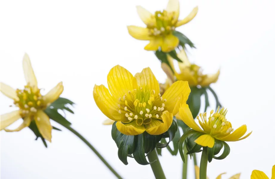 Winterlinge – erste Farbtupfer im winterlichen Garten