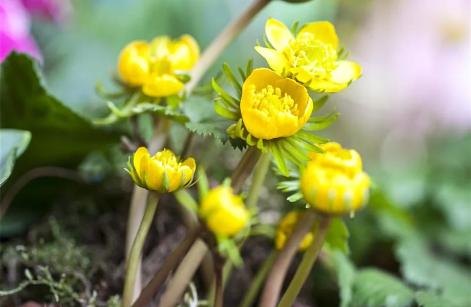 Winterlinge – erste Farbtupfer im winterlichen Garten