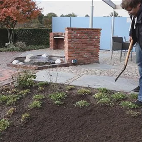 Fadenzypresse - Einpflanzen im Garten