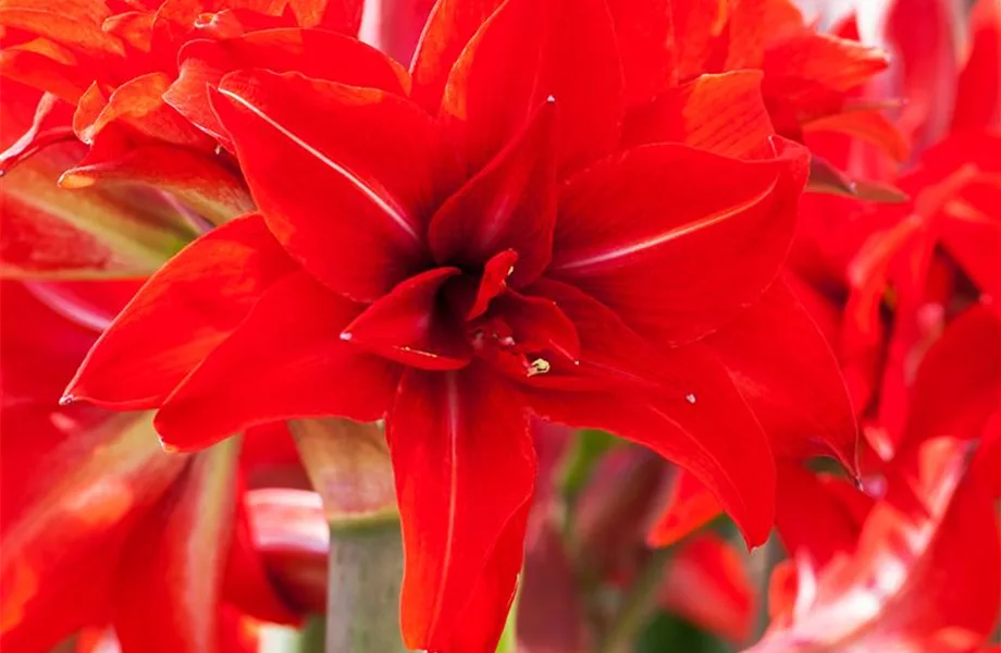 Amaryllis – weihnachtlicher Blütentraum