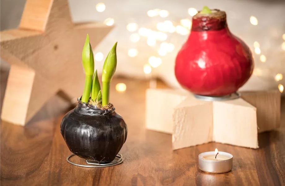 Amaryllis – weihnachtlicher Blütentraum