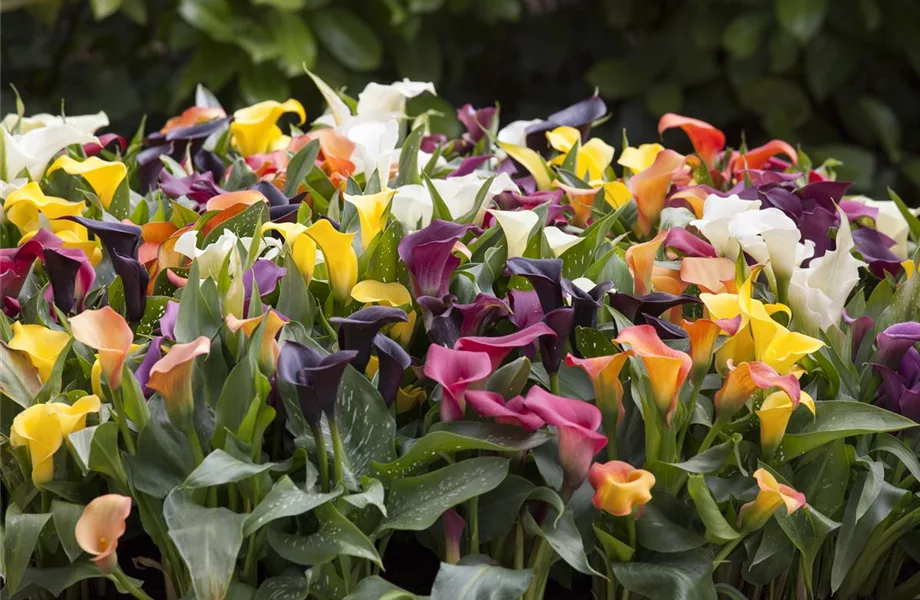 Frostempfindliche Schönheit: Calla überwintern