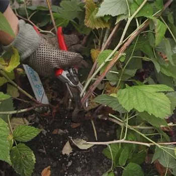 Himbeeren - Zurückschneiden im Herbst