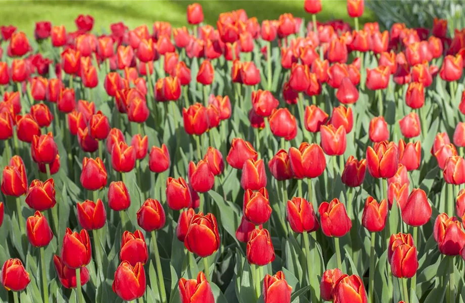 Triumph-Tulpen pflanzen – Farbenspiel im Blumenbeet