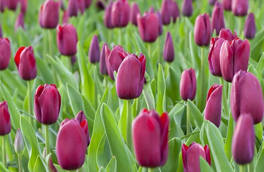 Triumph-Tulpen pflanzen – Farbenspiel im Blumenbeet