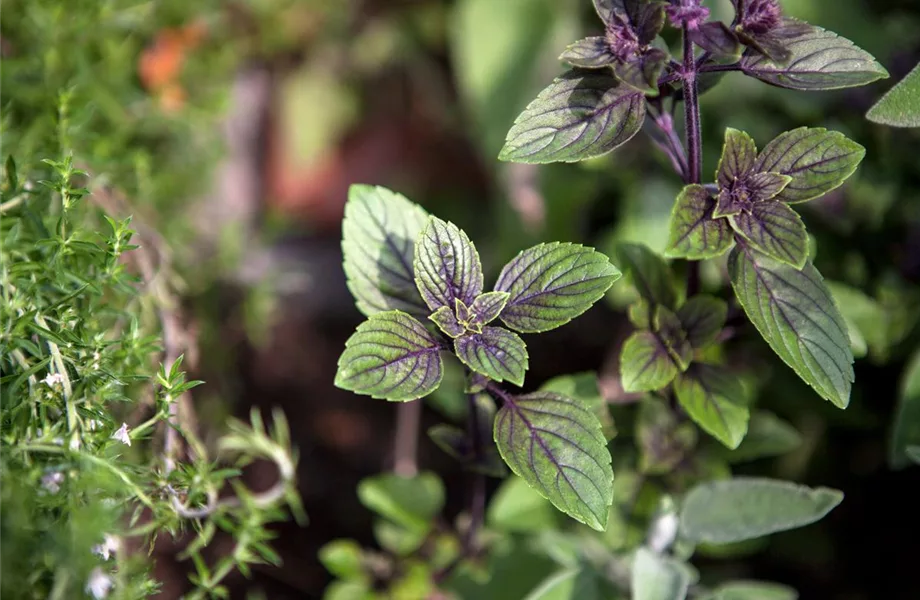 Die Schoko-Minze: Schokolade für den Garten