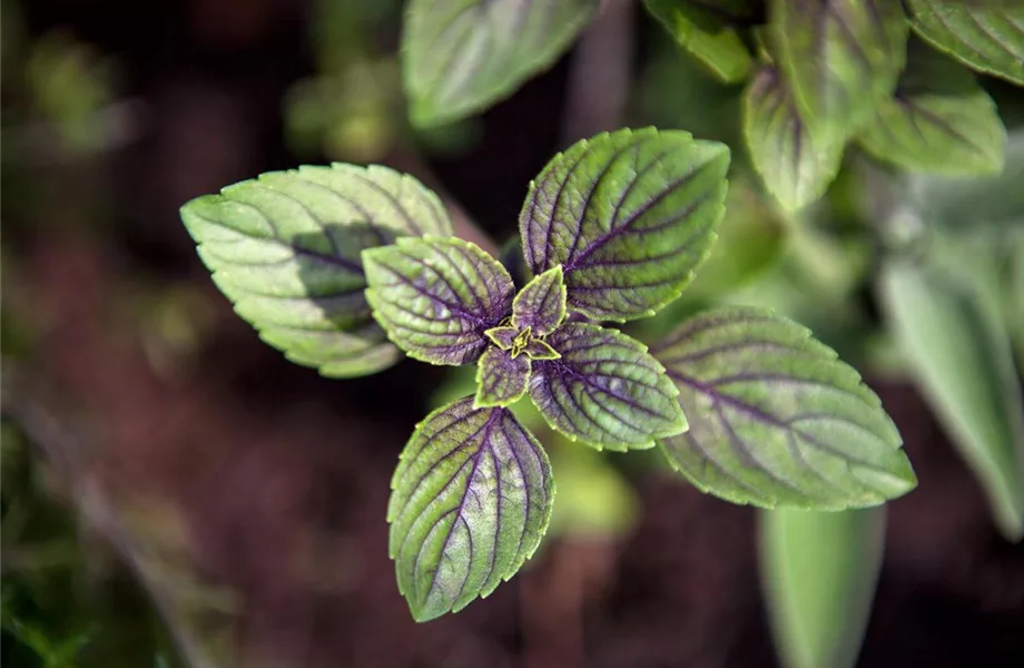 Die Schoko-Minze: Schokolade für den Garten