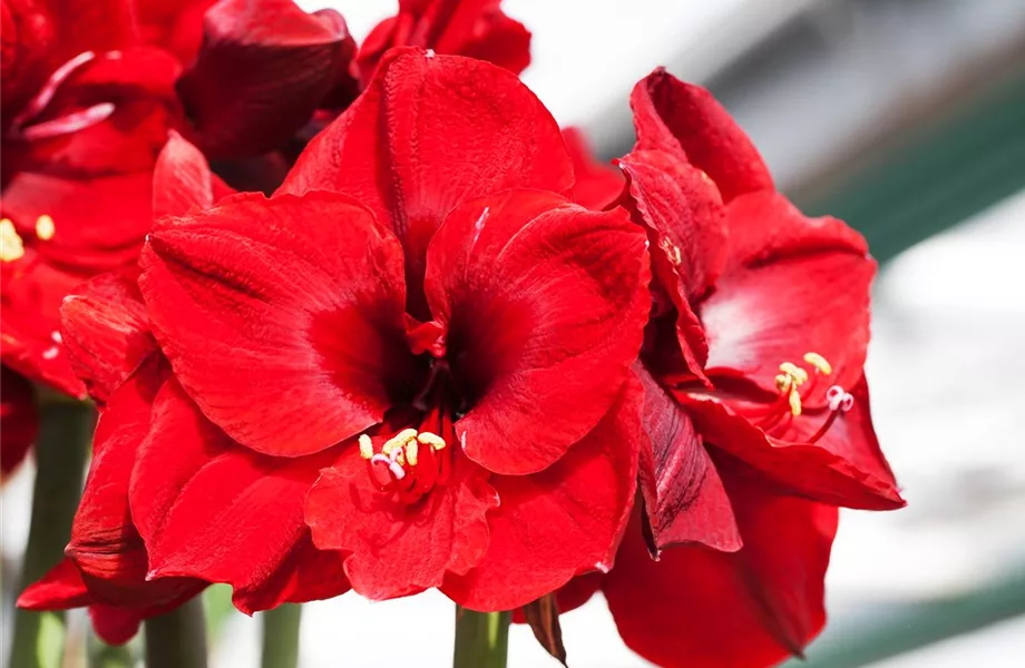 Amaryllis – pflanzen und pflegen im Haus