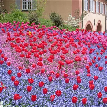 Gartenjahr voller Blüten – Blumenzwiebeln für jede Jahreszeit