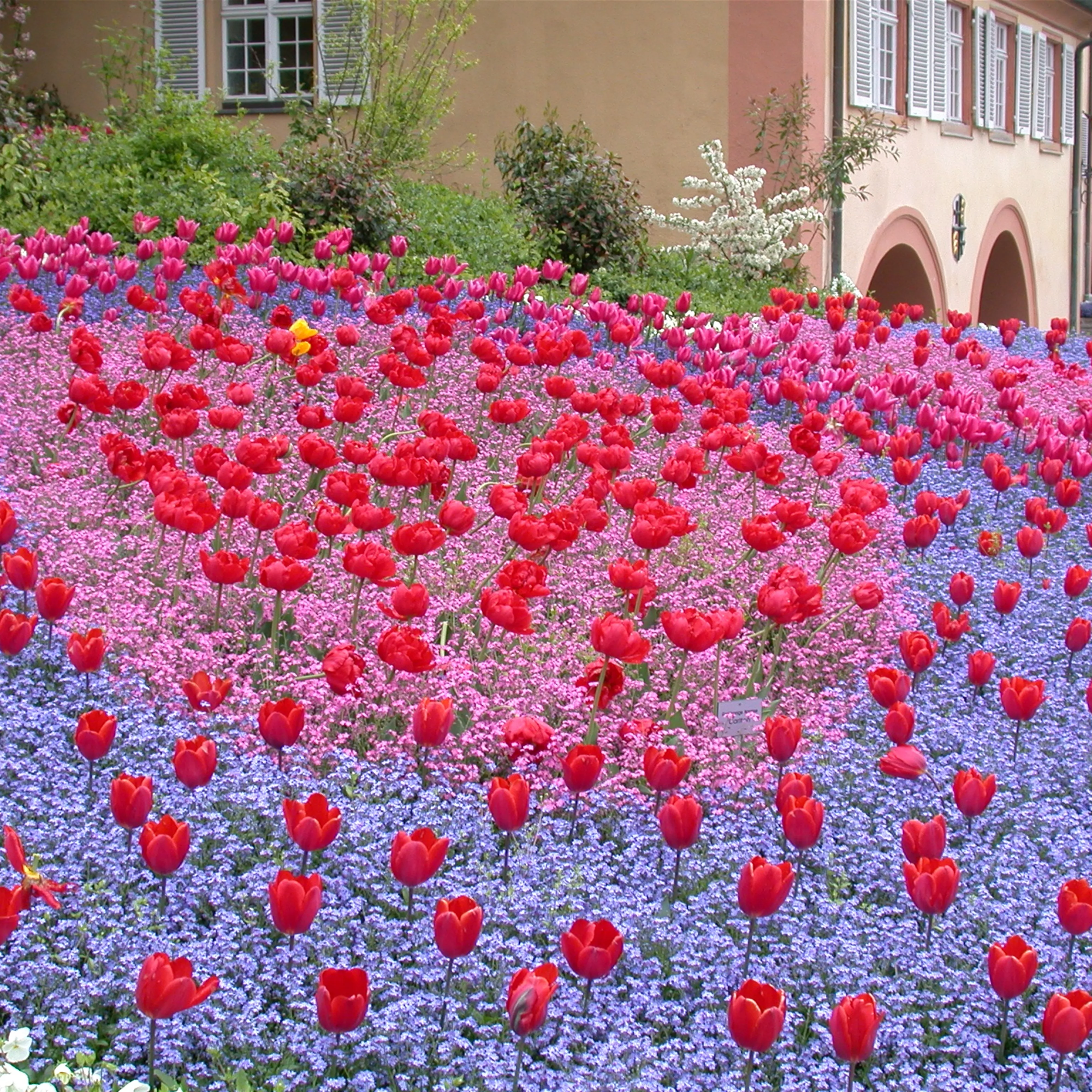 Gartenjahr voller Blüten – Blumenzwiebeln für jede Jahreszeit