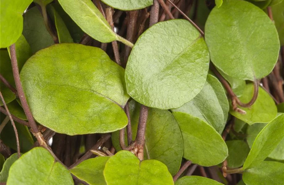 Mühlenbeckia - eine Zierde für drinnen und draußen