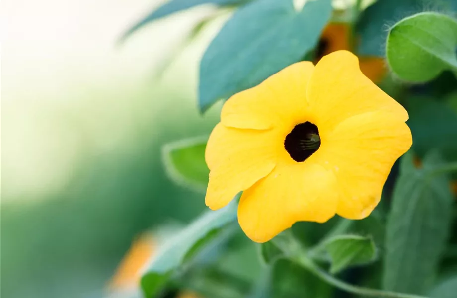 Mit einjährigen Pflanzen den Garten bunter machen