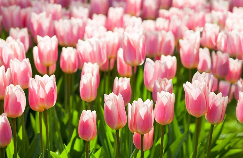 Tulpen im Garten – der bunte Wahnsinn 