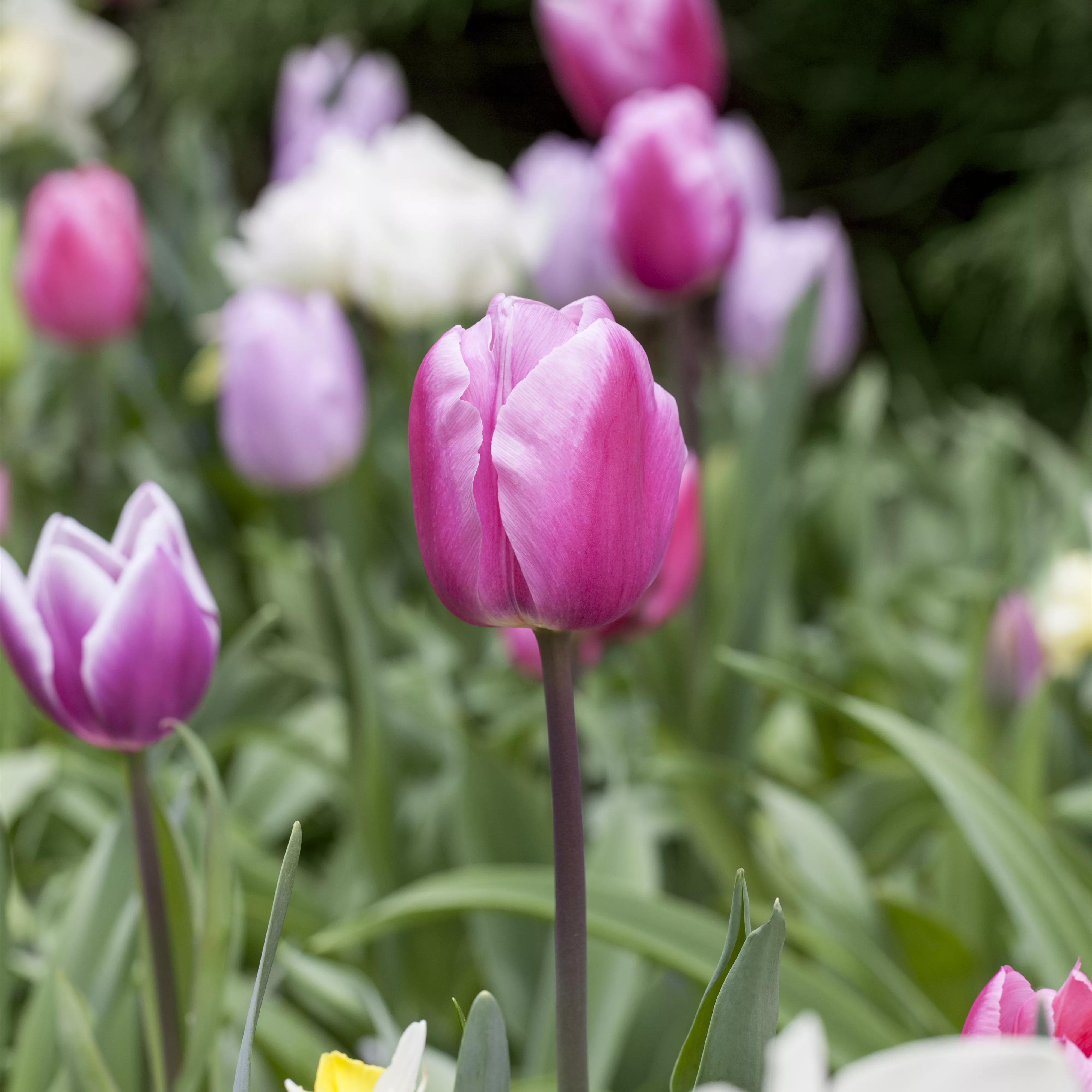 Vergessene Blumenzwiebeln im Frühjahr setzen