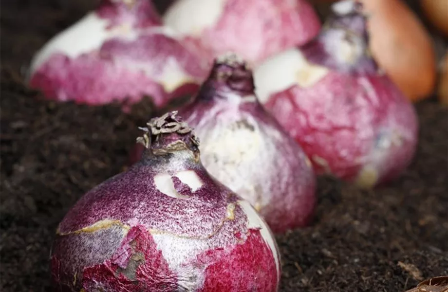 Winterschutz für Blumenzwiebeln: Lagern und überwintern