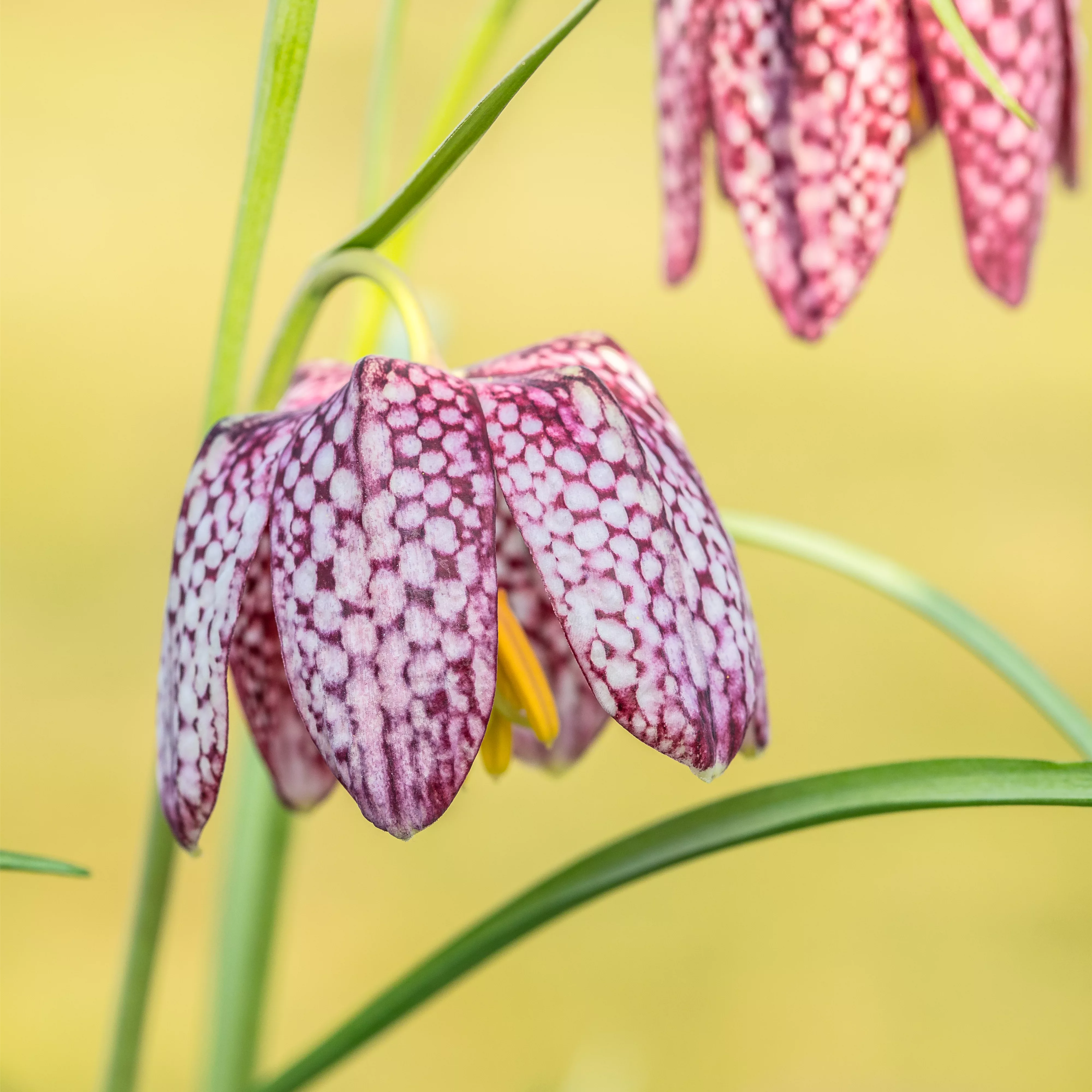 Schachbrettblumen im Garten