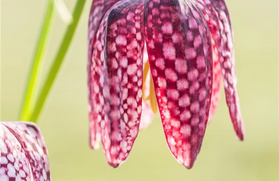 Schachbrettblumen im Garten