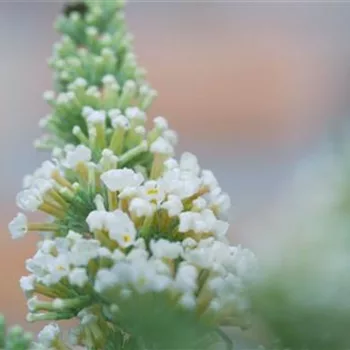 Sommerflieder - Einpflanzen im Garten