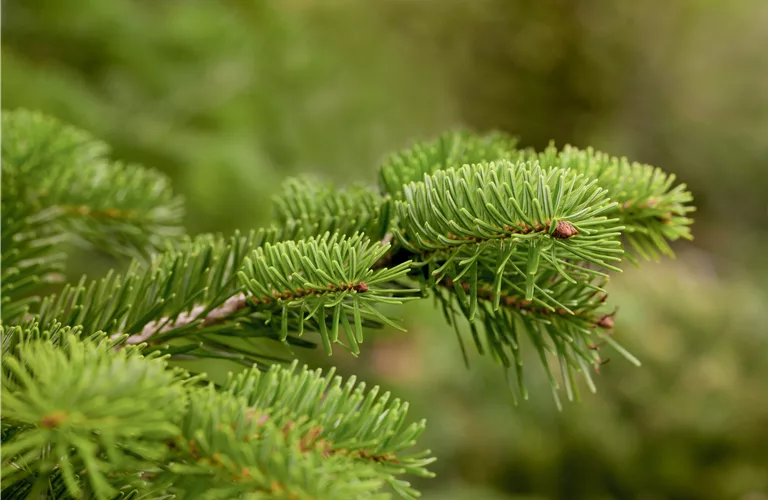 Abies nordmanniana