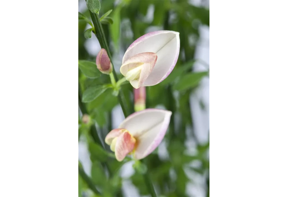 Edelginster 'Moyclare Pink'