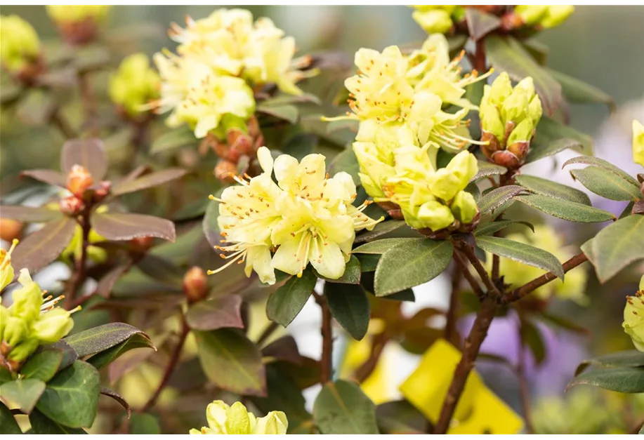 Zwergalpenrose 'Princess Anne'