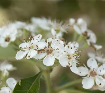 Crataegus lavallei 'Carrierei'