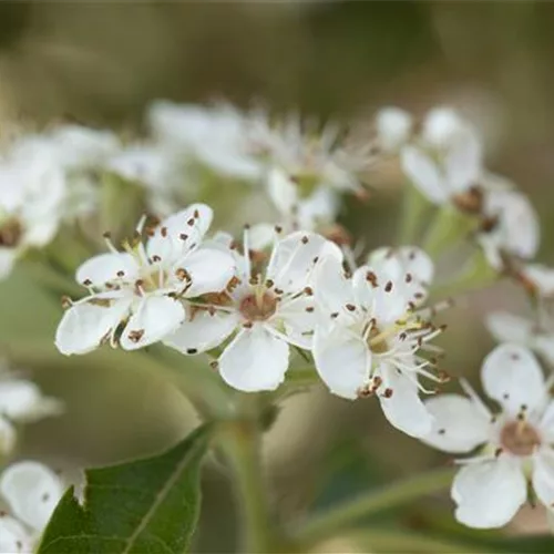 Crataegus lavallei 'Carrierei'