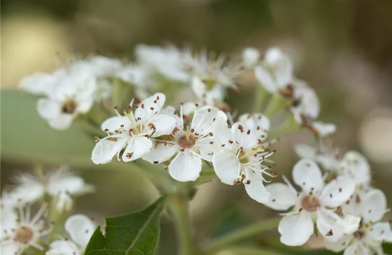 Crataegus lavallei 'Carrierei'