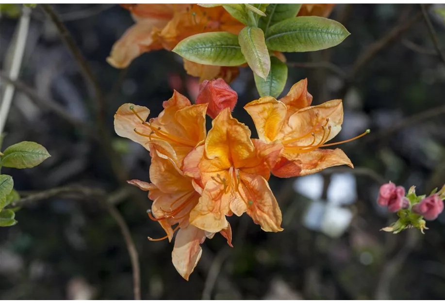 Sommergrüne Azalee 'Glowing Embers'