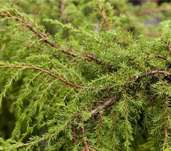 Juniperus com.'Hornibrookii'