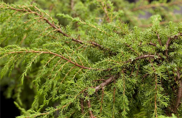 Juniperus com.'Hornibrookii'