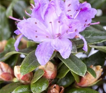 Rhododendron impeditum 'Moerheim' I