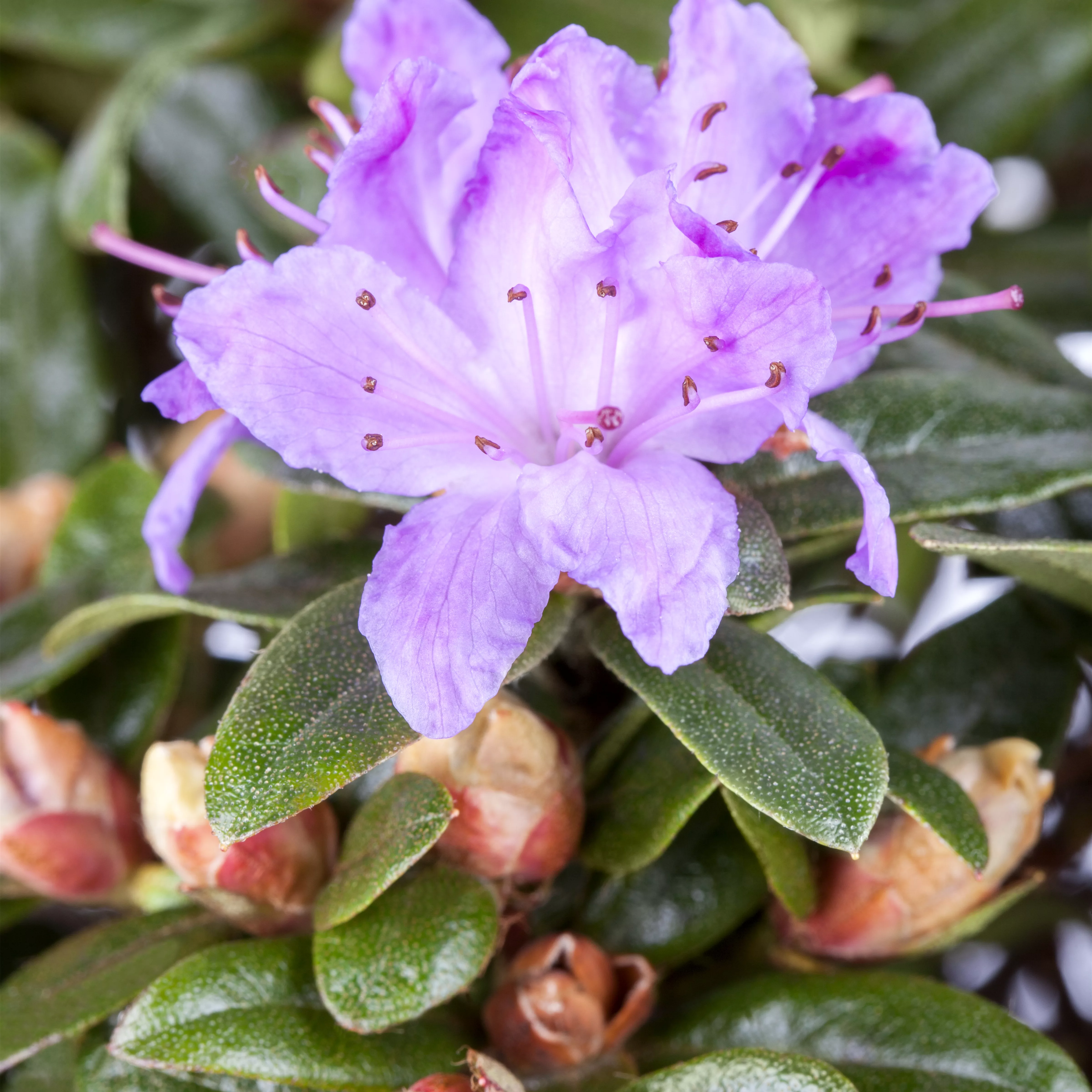 Rhododendron impeditum 'Moerheim' I