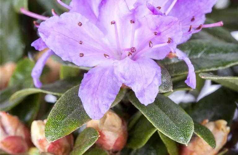 Rhododendron impeditum 'Moerheim' I