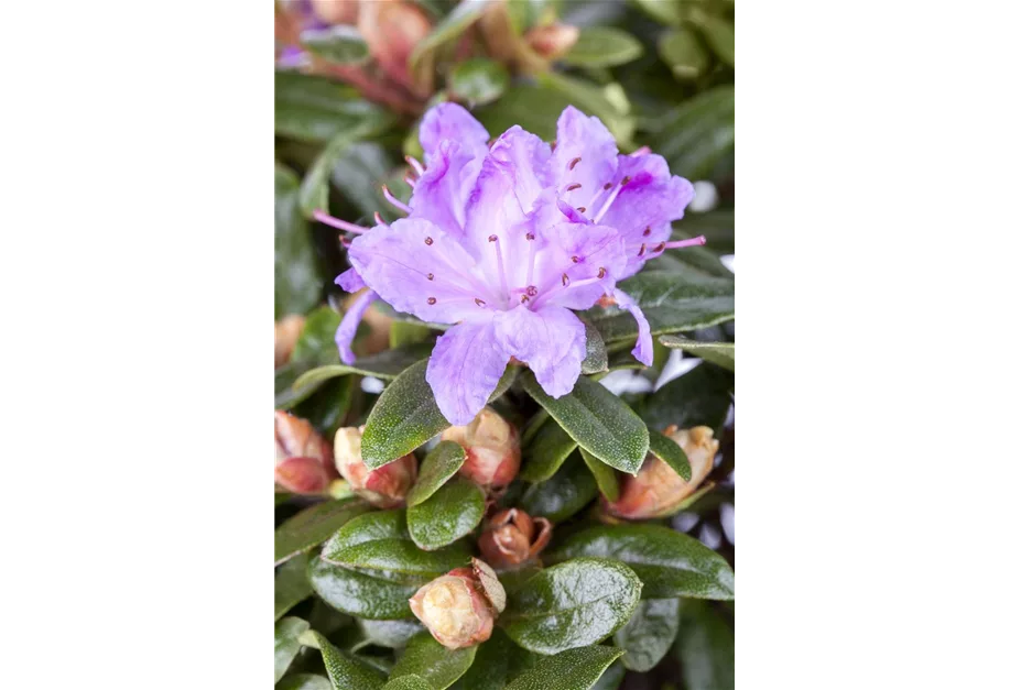 Kleinblättr.Rhododendron 'Moerheim'