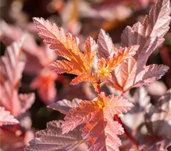 Physocarpus opulifolius 'Little Angel'