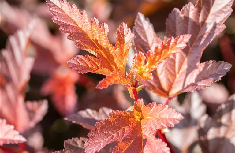 Physocarpus opulifolius 'Little Angel'