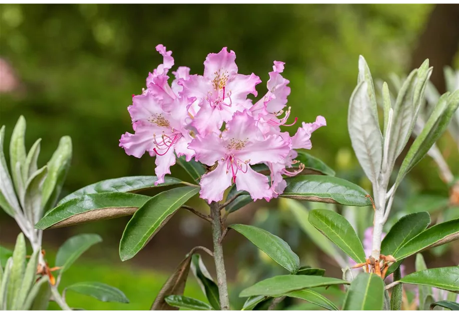 Rhododendron viscosum 'Millennium'