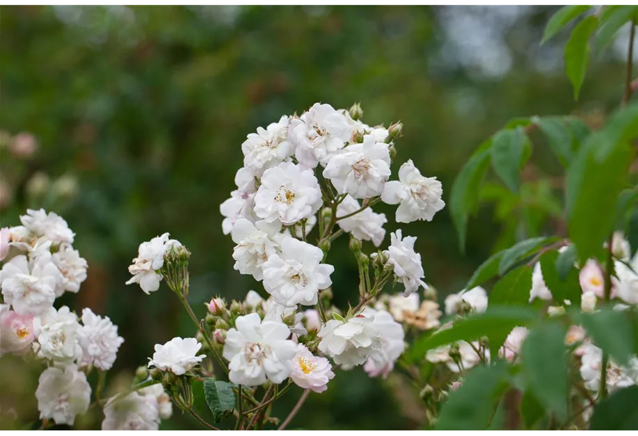 Kletterrose 'Paul's Himalay.Musk Rambler'