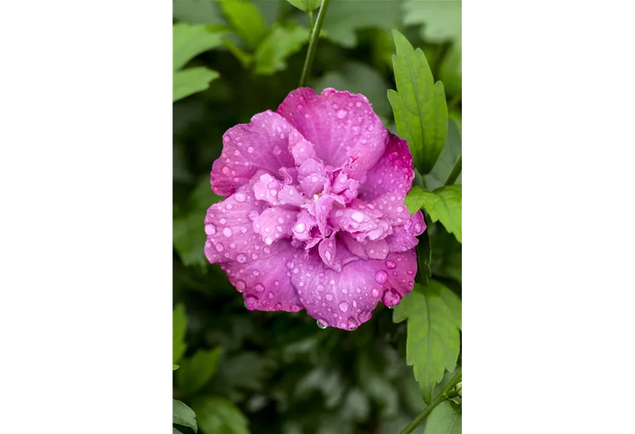 Garteneibisch 'Magenta Chiffon'