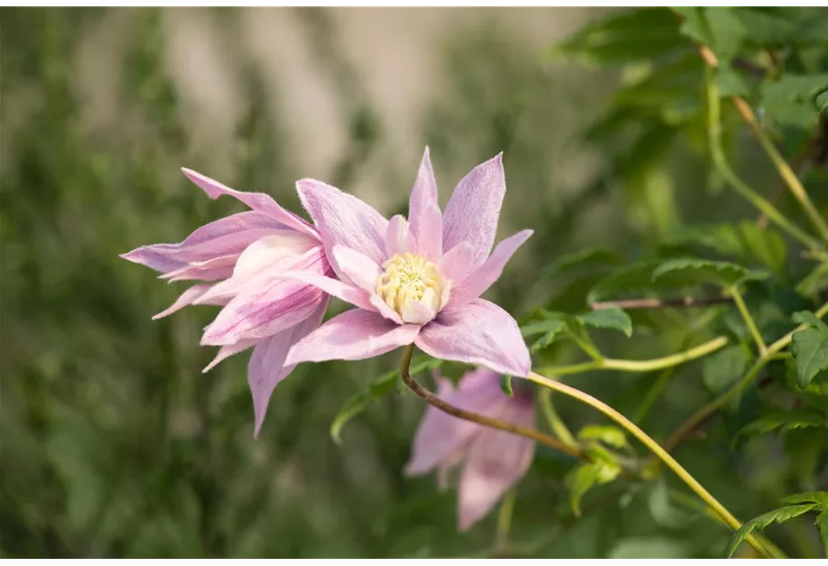 Waldrebe 'Multi Pink'