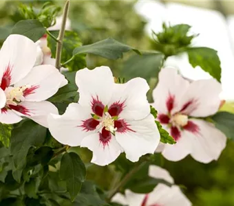 Hibiscus syriacus 'Hamabo'