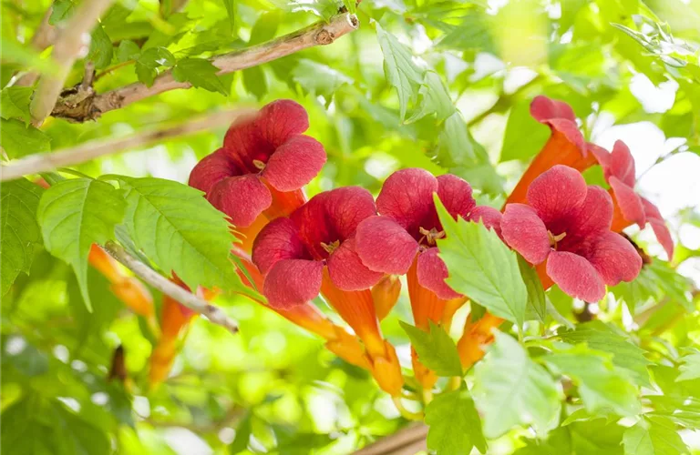 Campsis radicans