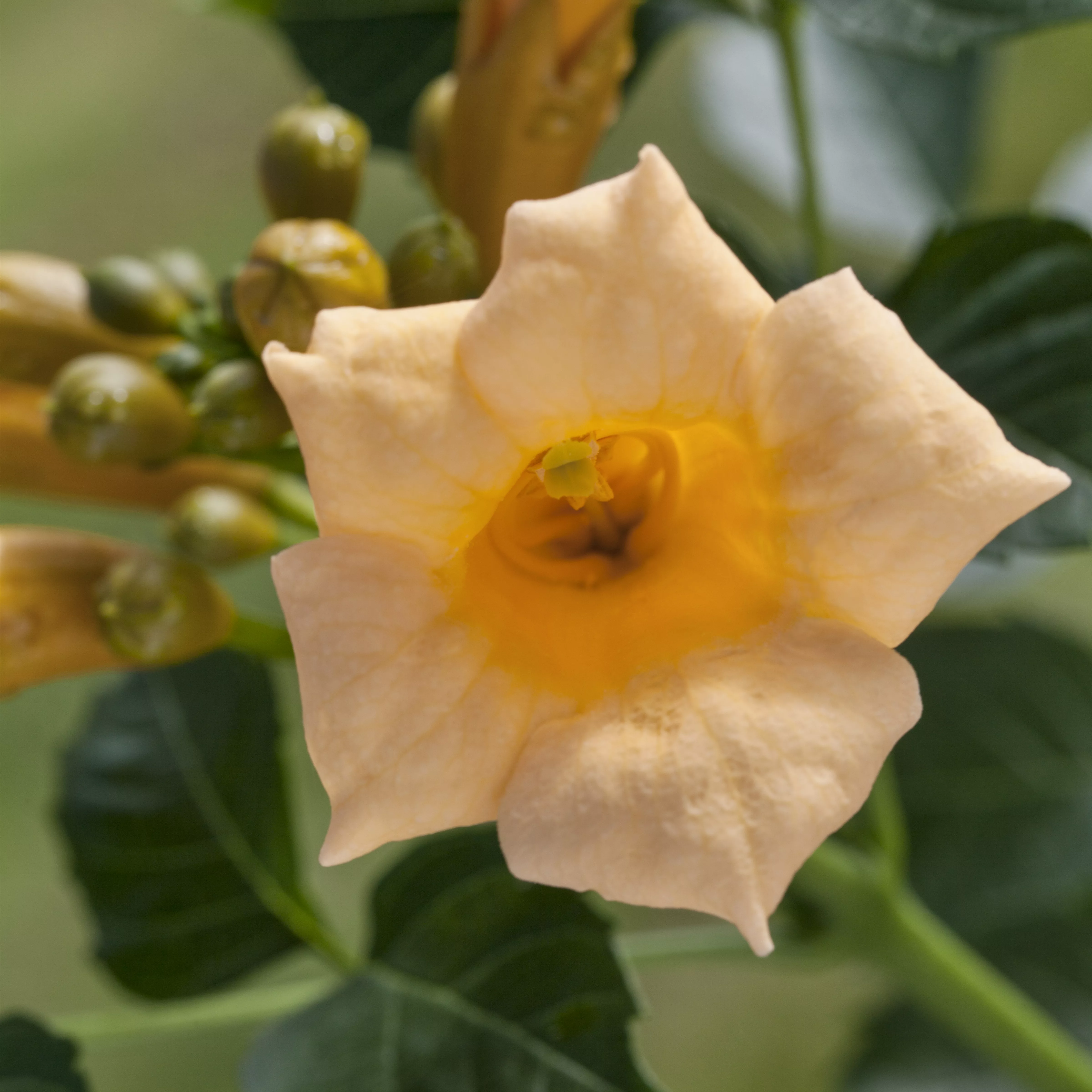 Campsis radicans 'Flava'