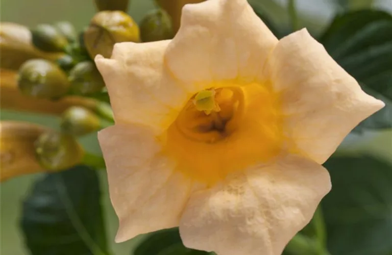 Campsis radicans 'Flava'