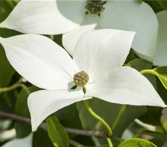 Cornus kousa chinensis 'Milky Way'